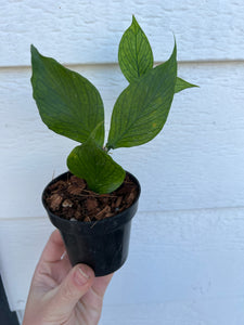 fishtail succulent plant Hoya Polyneura (Hoya Fishtail) – In Succulent Love