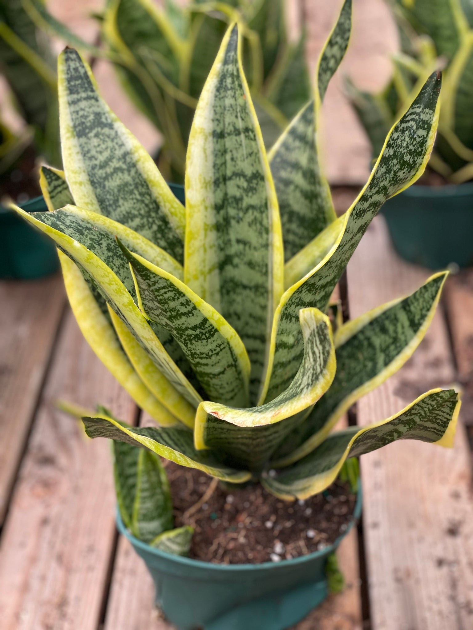 sansevieria tyler Sansevieria Twist – In Succulent Love