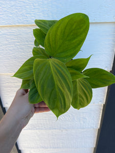 Philodendron Fuzzy Petiole