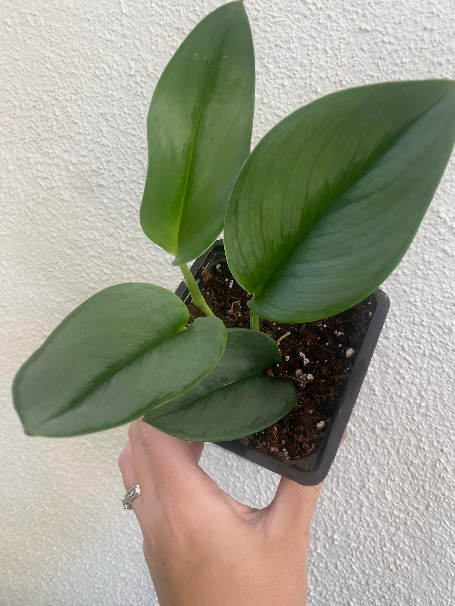 philodendron treubii moonlight Scindapsus Treubii ' Moonlight ' ( Pothos ) – In Succulent Love