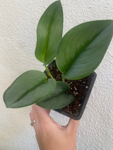 Scindapsus Treubii ‘ Moonlight ‘ ( Pothos )