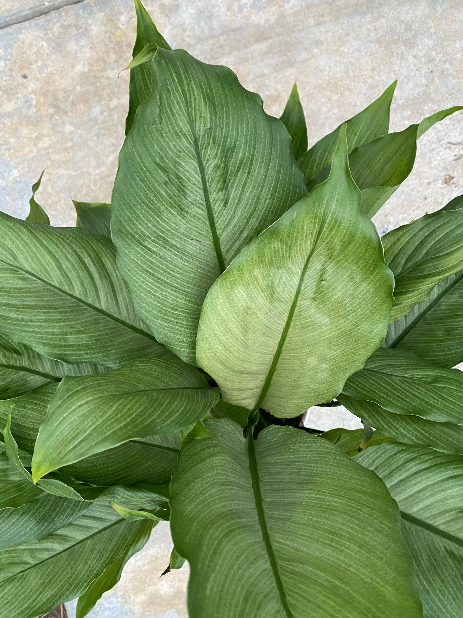 platinum peace lily Spathiphyllum Platinum Mist ( Peace Lily )