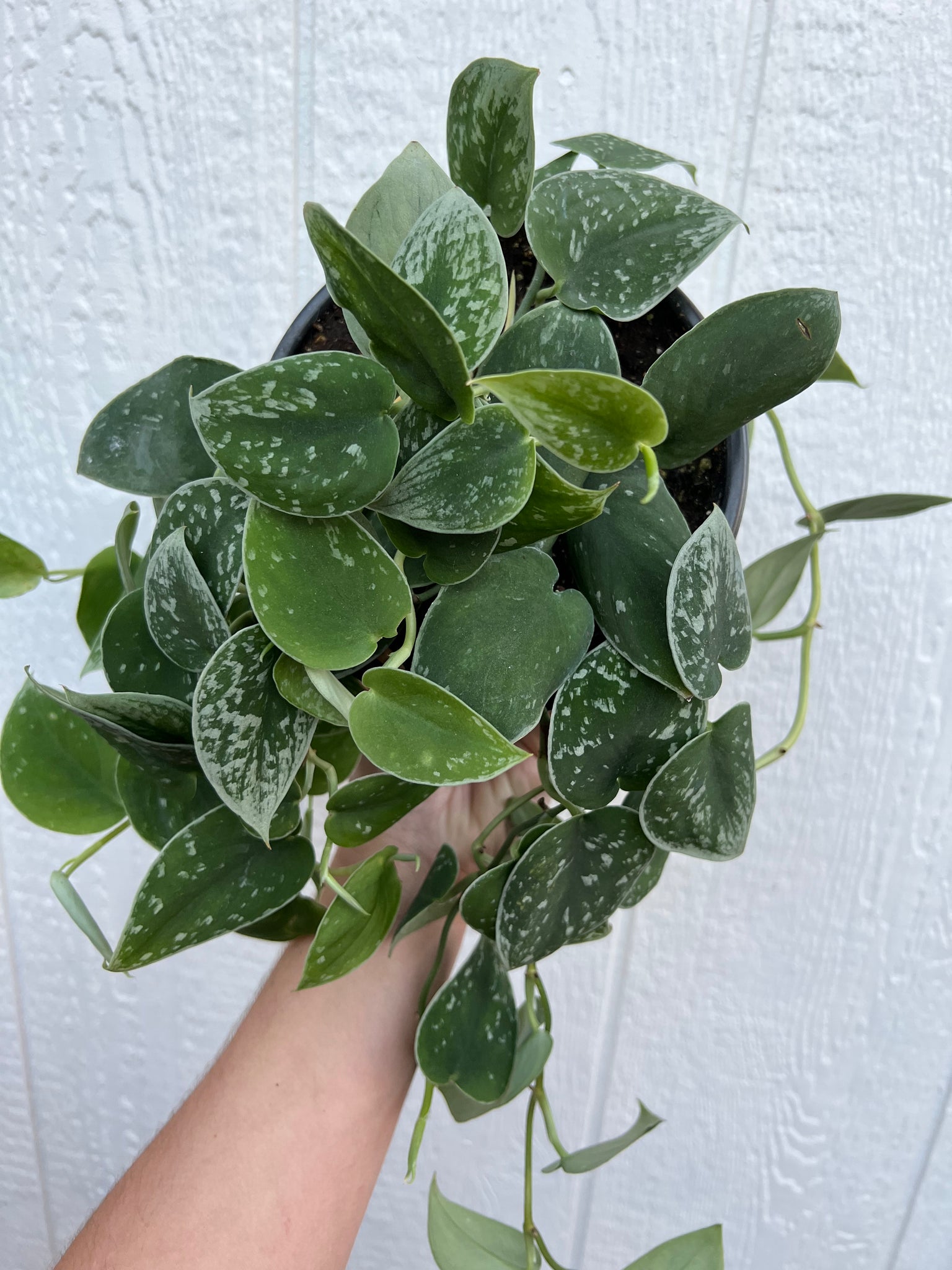 silvery anne pothos Scindapsus Pictus Silvery Anne ( Pothos ) – In Succulent Love