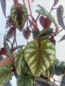 Rex Begonia Vine Cissus Discolor