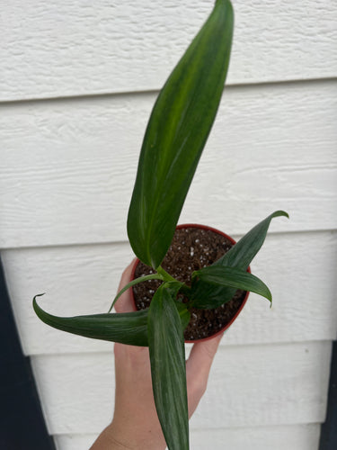 Epipremnum Amplissimum ‘Silver Streak’ (Pothos Amplifolia)