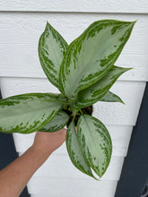 'Silver Bay' Chinese Evergreen Aglaonema