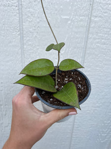 Hoya Parasitica Black Margin