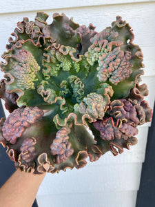 Echeveria Gibbiflora Caruncula Hybrid