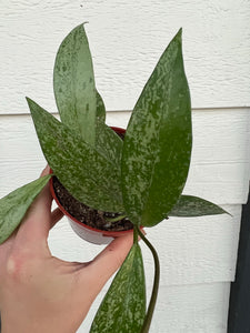 Hoya Pubicalyx Super Splashy