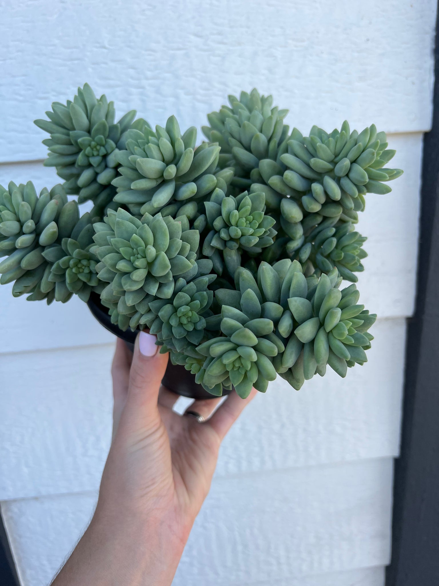 blue burrito succulent care Sedum / Sedeveria Blue Burrito / Blue Brazil – In Succulent Love