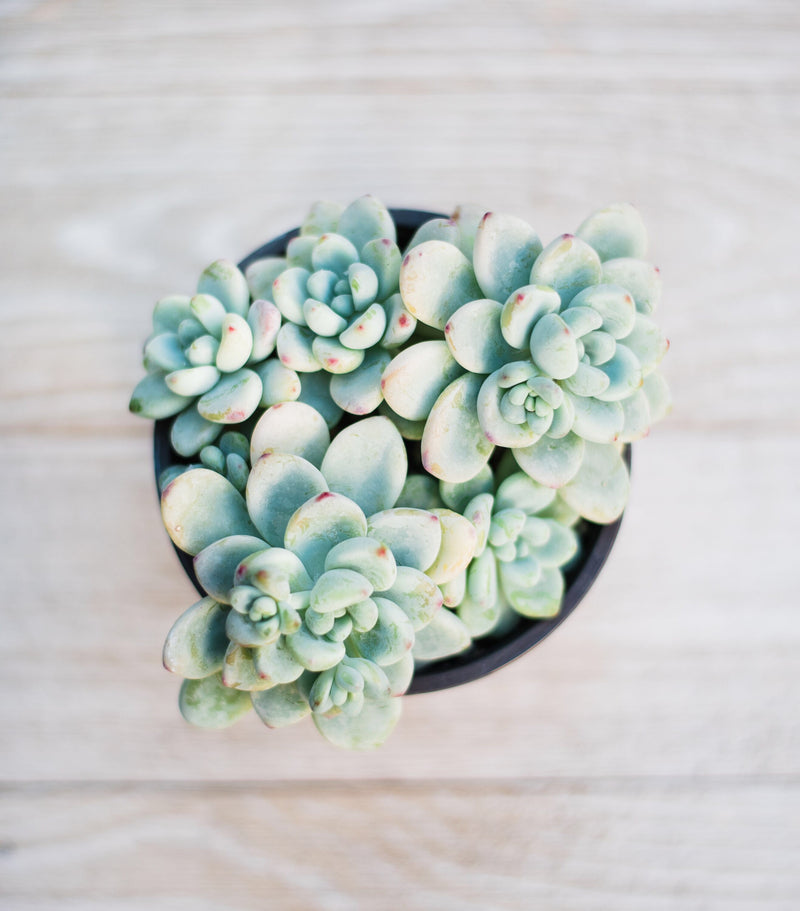 sedum clavatum succulent Sedum Clavatum – In Succulent Love