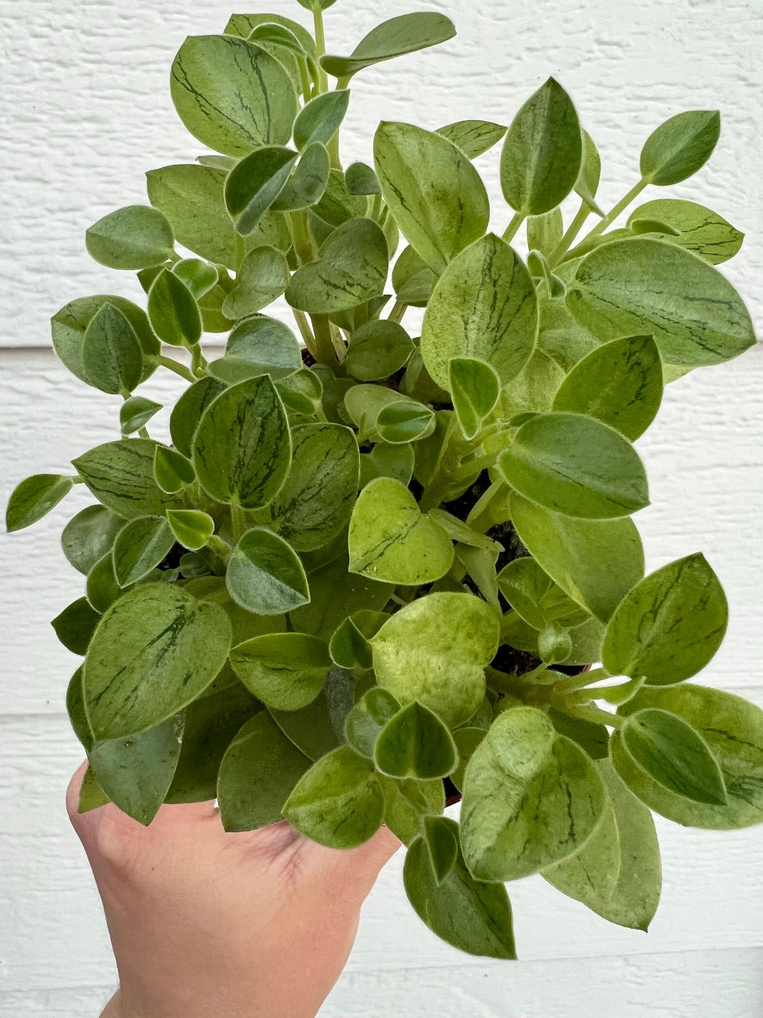 pixie plant succulent Peperomia Pixie Variegated – In Succulent Love