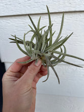 Tillandsia Glabior Cluster