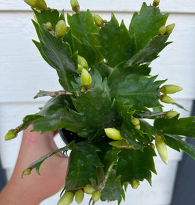 Winter Christmas Cactus (Currently Not Blooming)