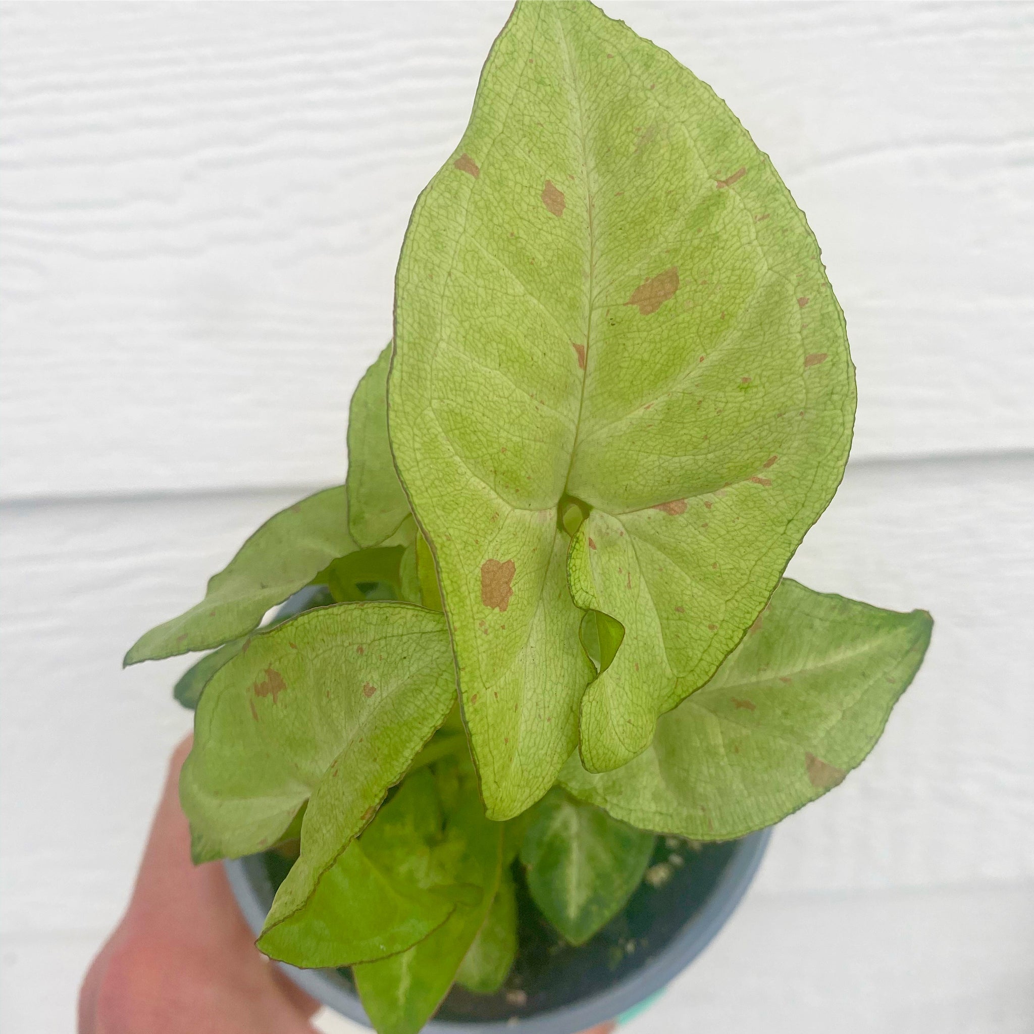 succulent confetti Syngonium Confetti