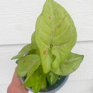 Syngonium Confetti