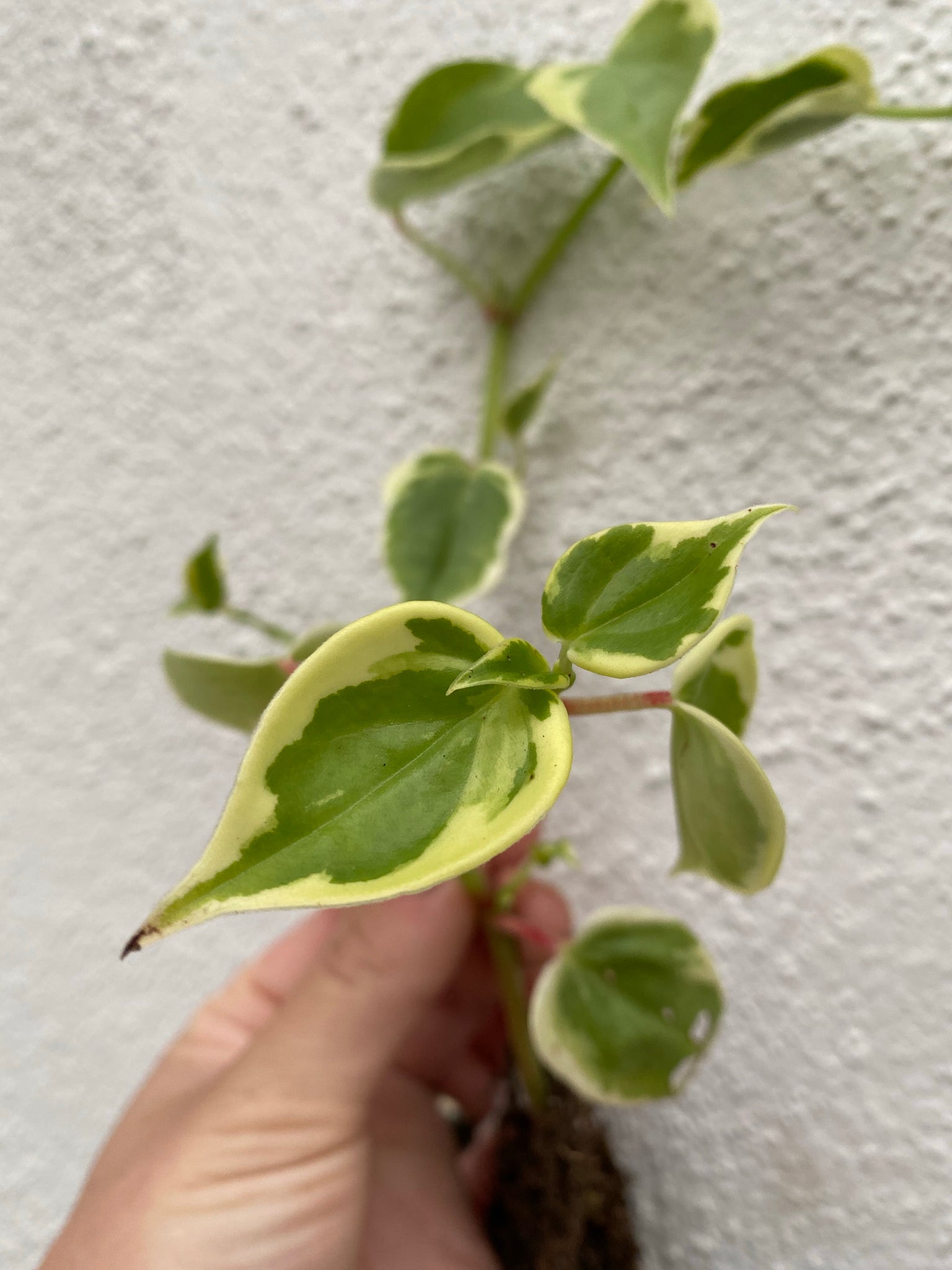philodendron scandens variegata Peperomia Scandens Variegata 'Cupid' – In Succulent Love