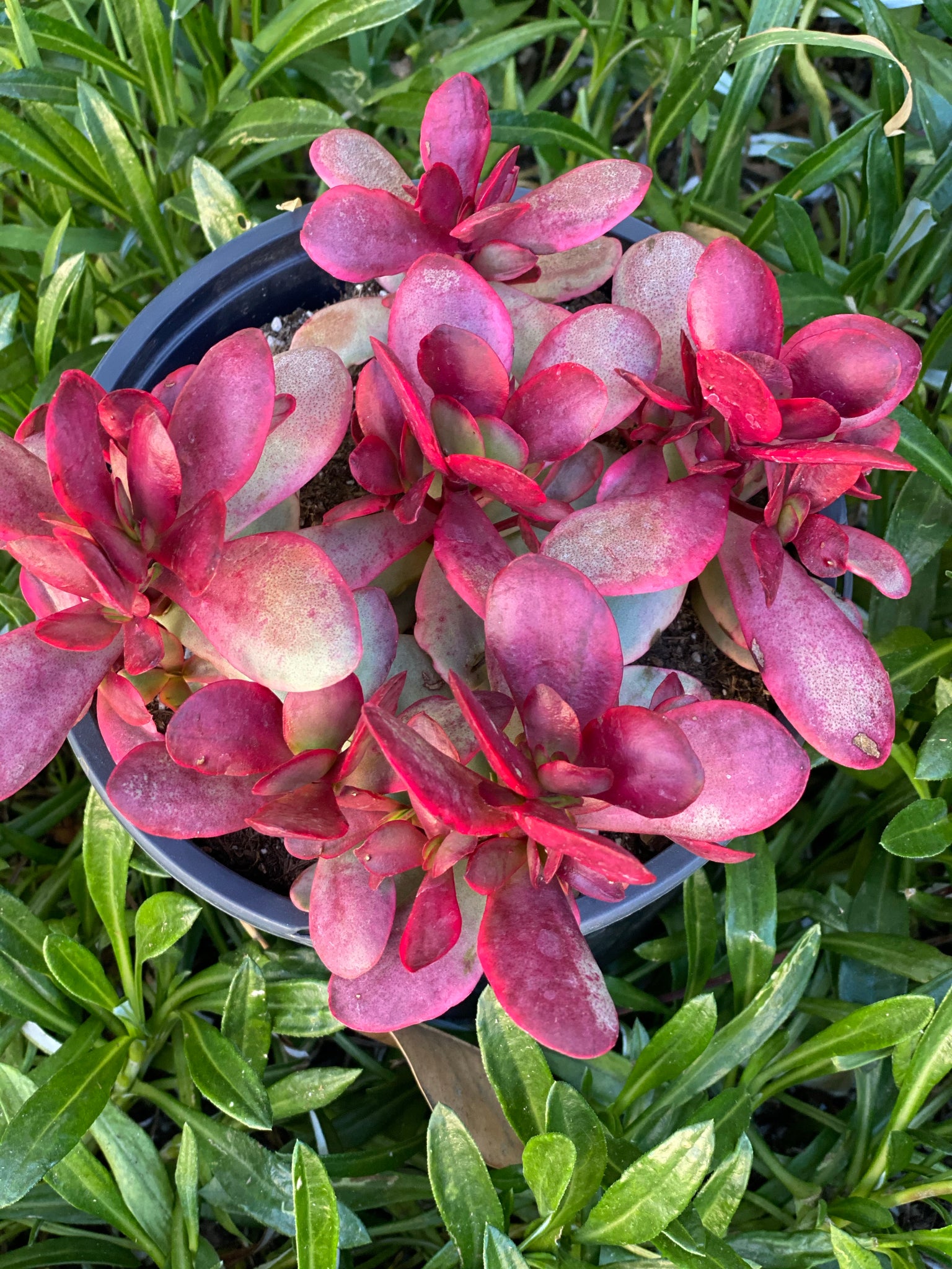 variegated jade plant pink Crassula Platyphylla Variegata ( Pink Jade ) – In Succulent Love