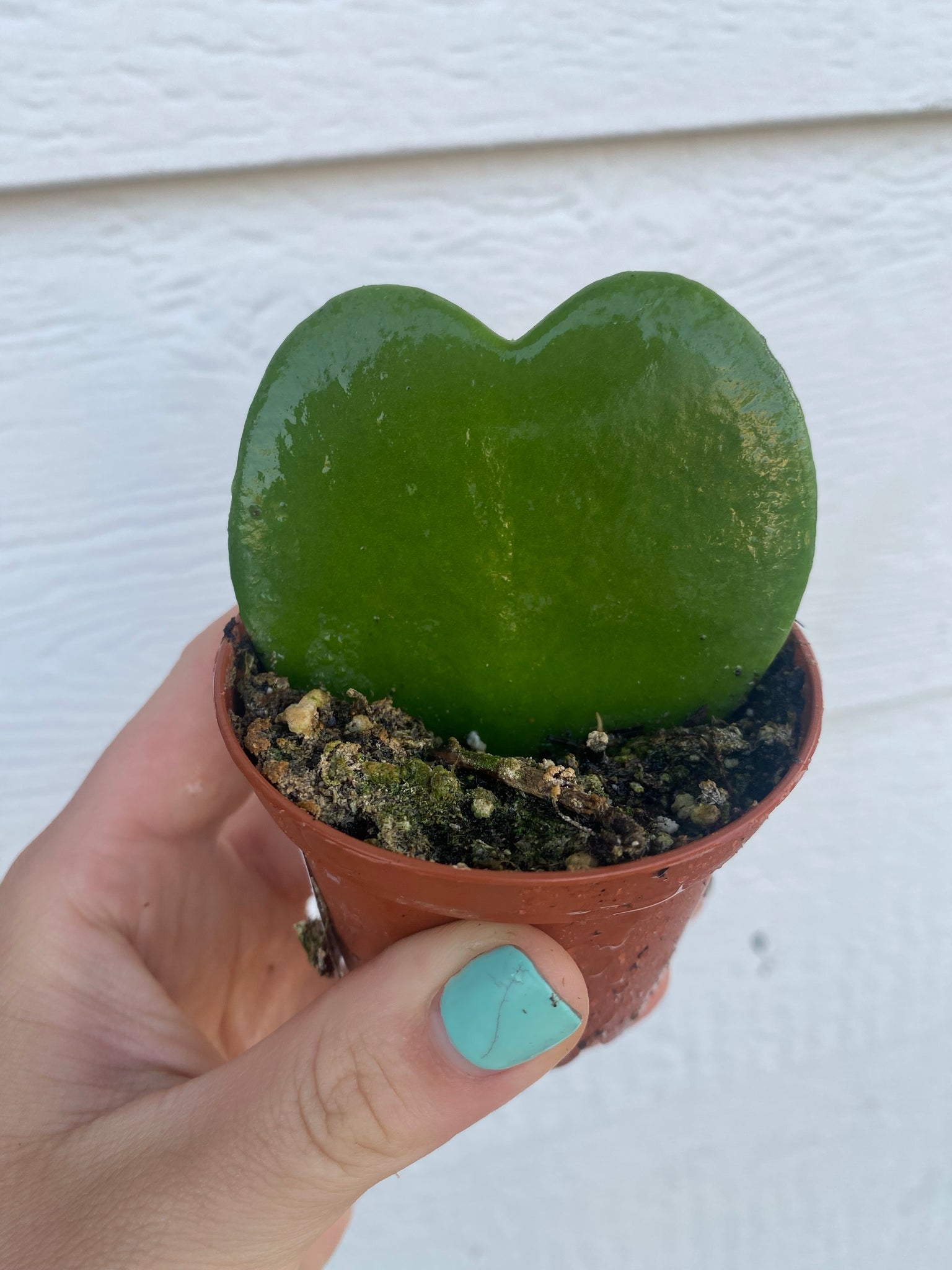 heart shaped succulents for sale Hoya Kerrii Green Heart – In Succulent Love