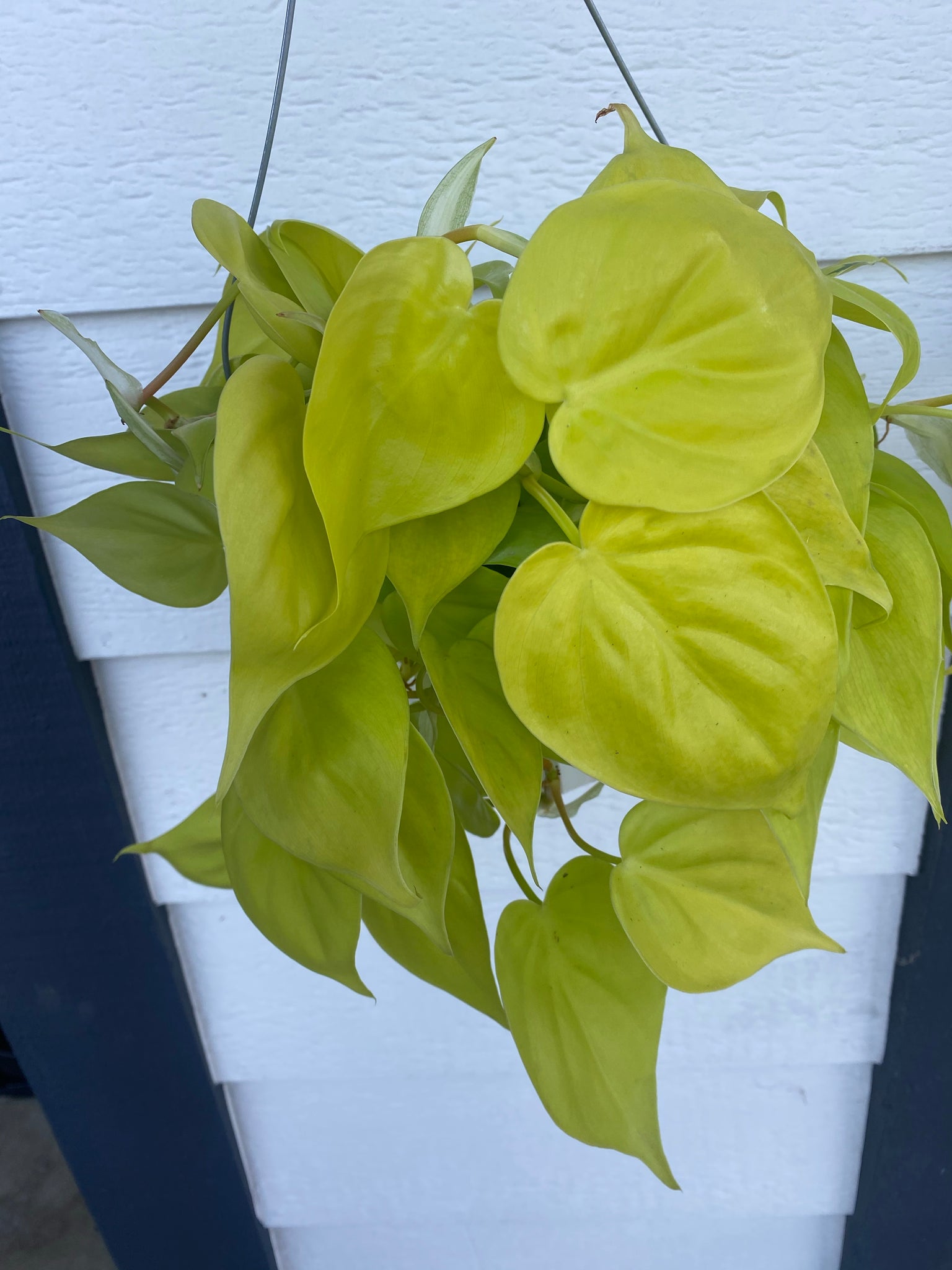 neon philodendron scientific name Philodendron Cordatum Neon ( Neon Heart Leaf) – In Succulent Love