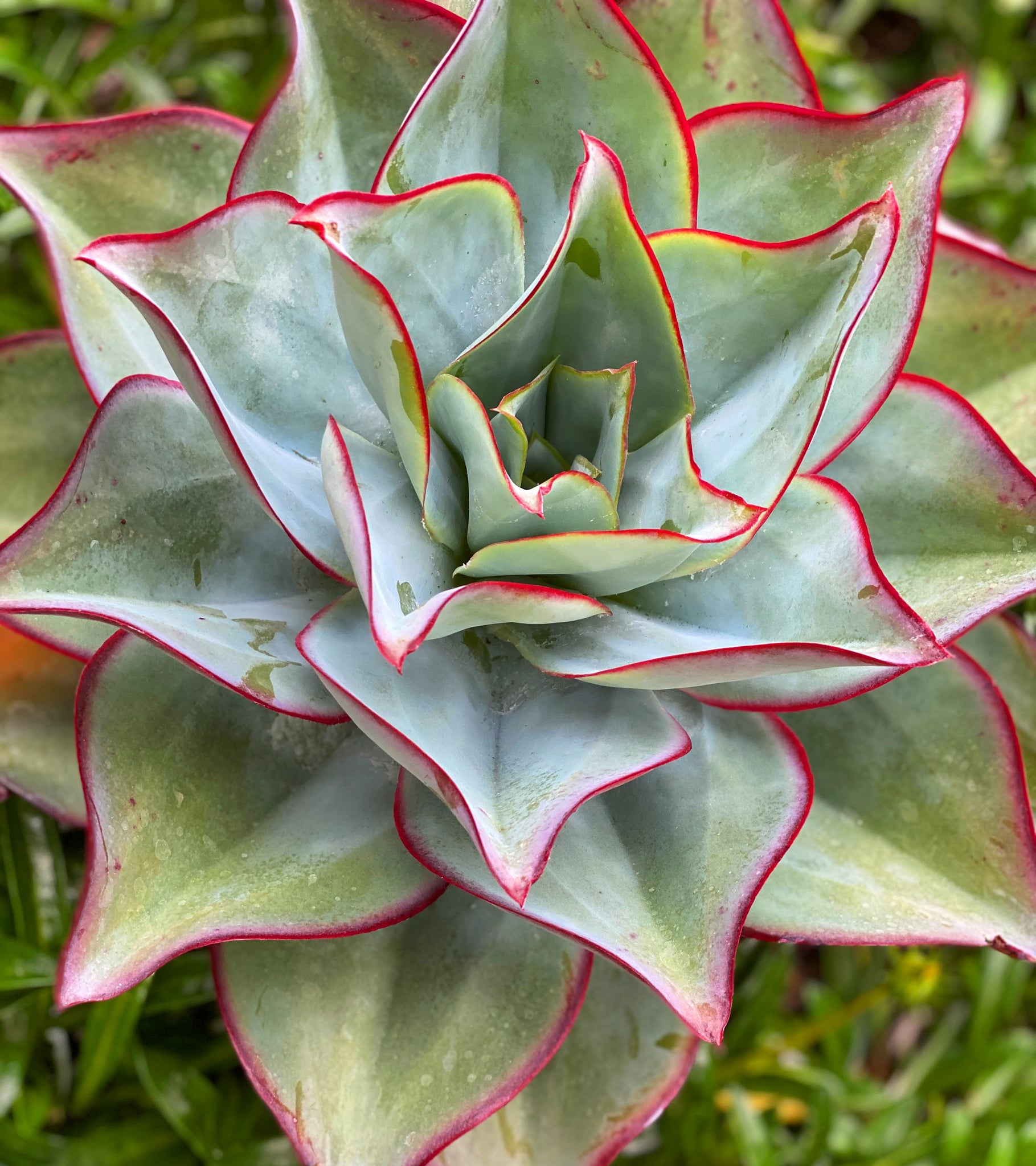 succulent fire Echeveria Fire & Ice – In Succulent Love