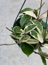 Hoya Carnosa Variegated ‘Krimson Queen’ / ‘Tri Color’