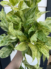 Pothos Snow Queen