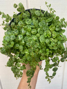 turtle shell succulent Peperomia String of Turtles – In Succulent Love