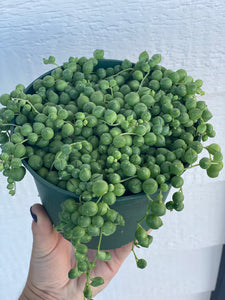 string of pearls succulent lowes Senecio String of Pearls (Senecio Rowleyanus) – In Succulent Love