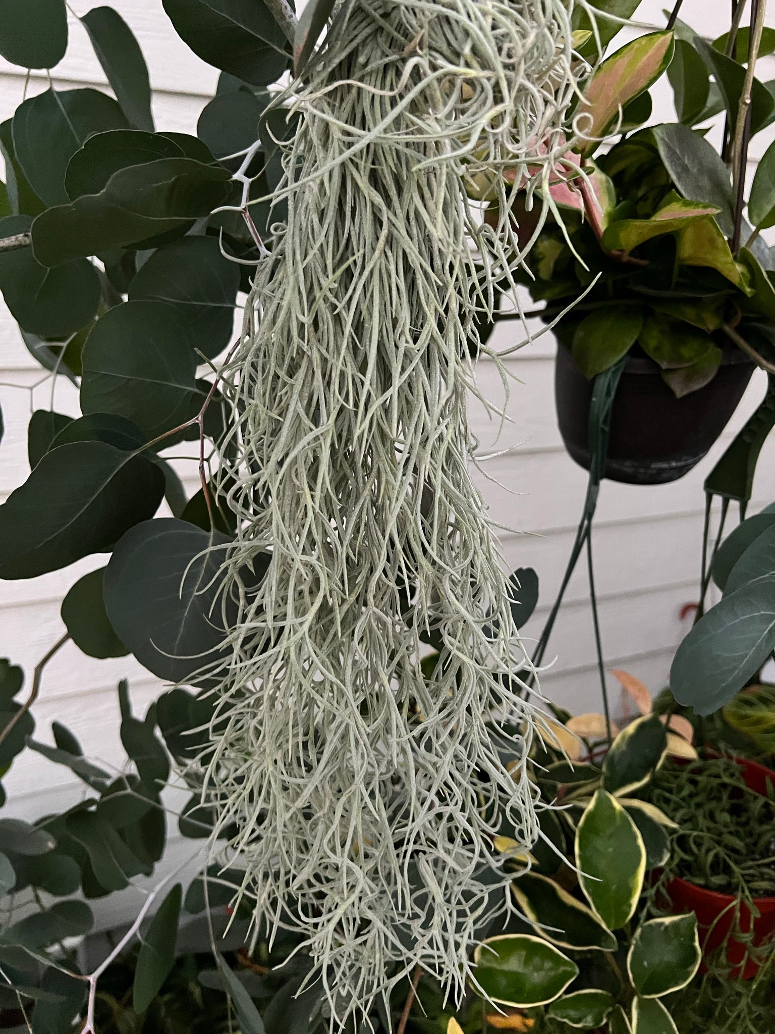 spanish moss for succulents Living Spanish Moss – In Succulent Love