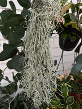 Living Spanish Moss