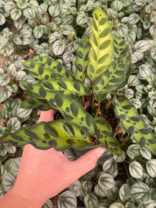 Calathea Rattlesnake