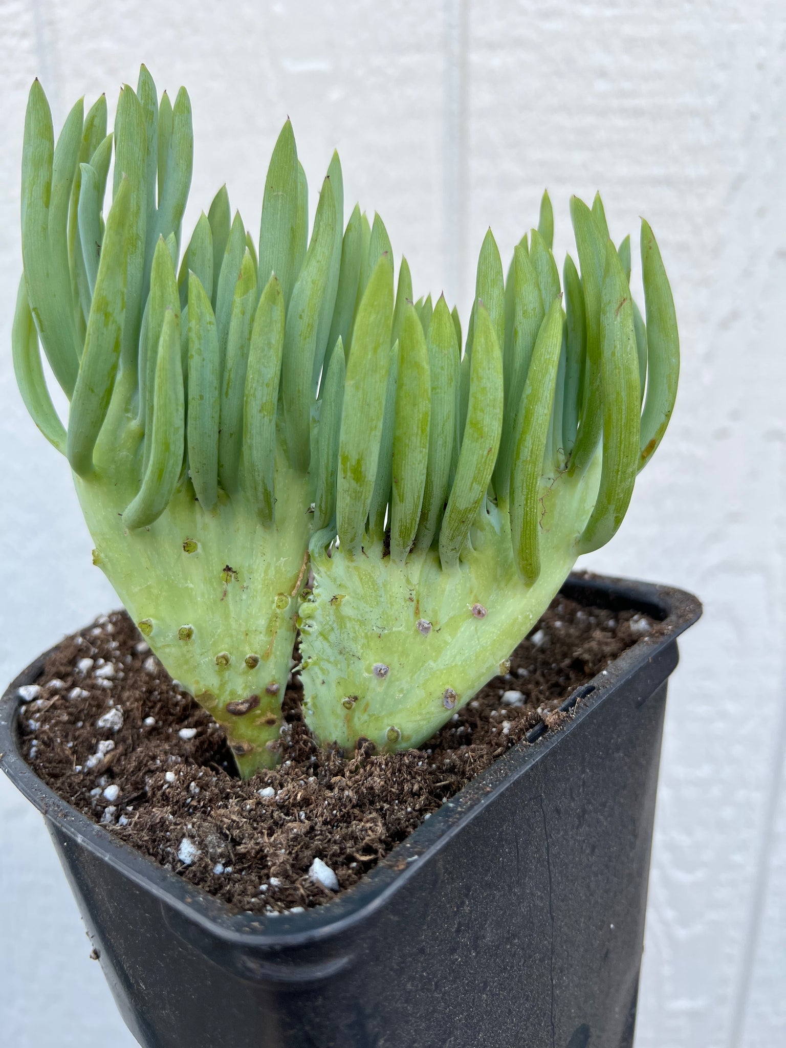succulents mermaid tail Mermaid Tail