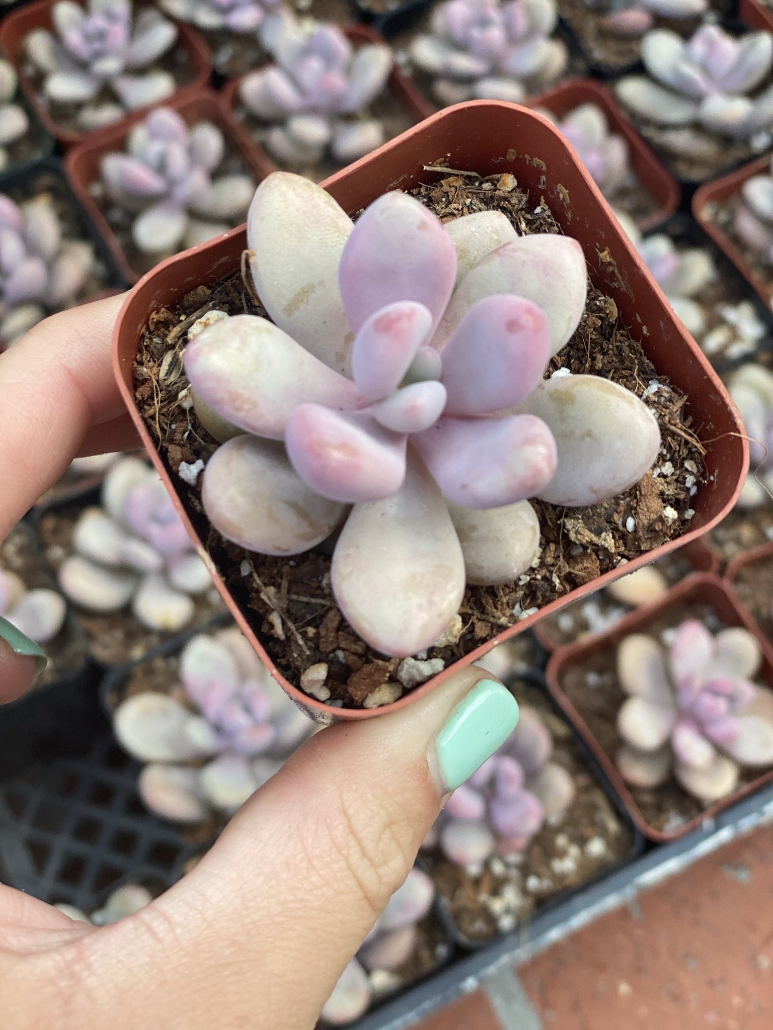 pink moonstone succulent for sale Pink Moonstones