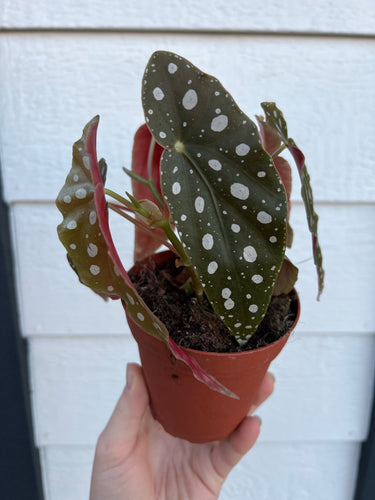 Begonia Maculata Polka Dot