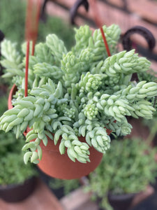 types of pointy succulents Pointy Sedum Donkey Tail – In Succulent Love