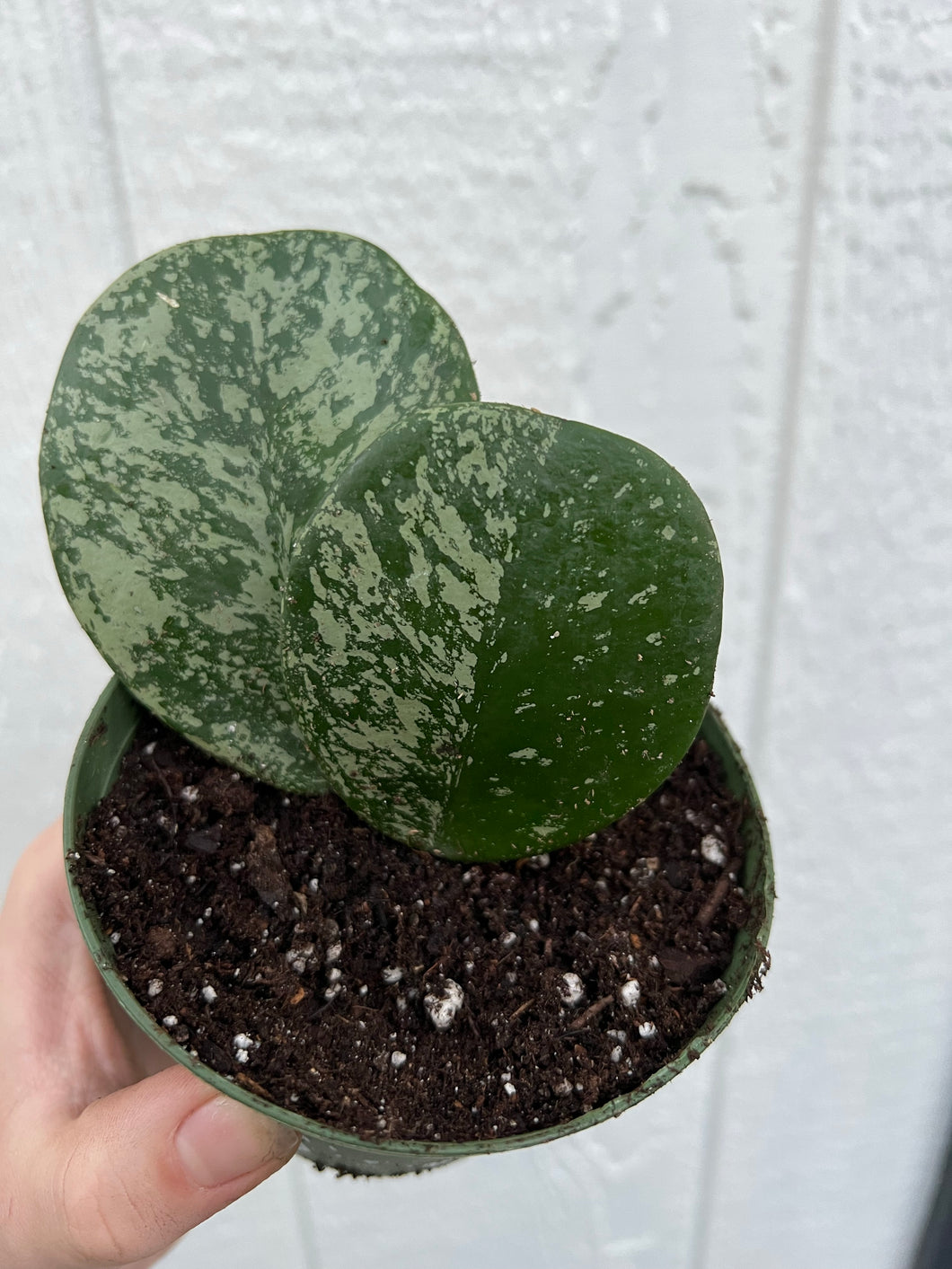 Hoya Obovata Super Silver Splash