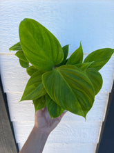 Philodendron Fuzzy Petiole