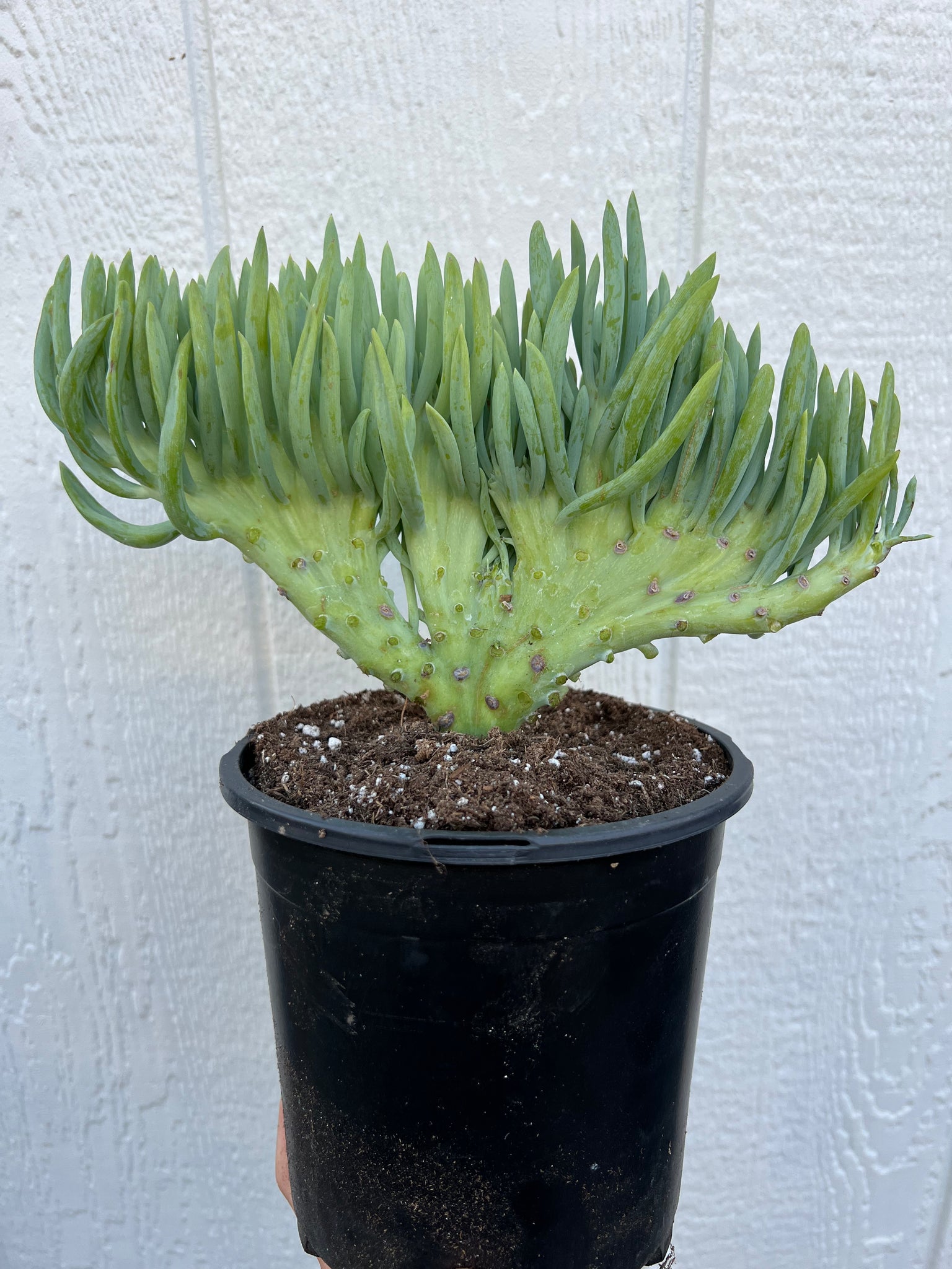 succulent h Mermaid Tail