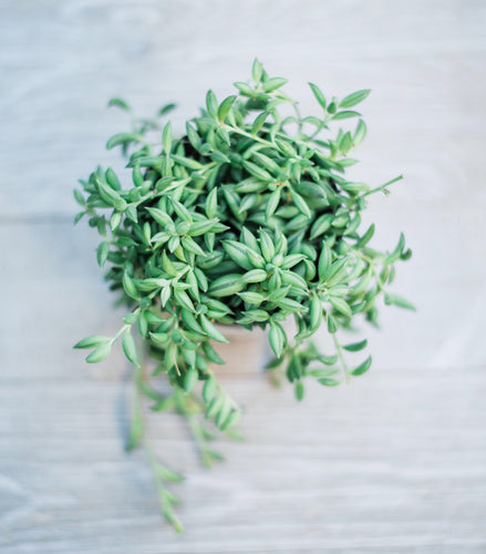 Senecio String of Bananas