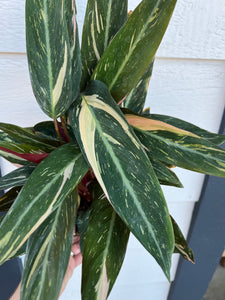 Stromanthe Magic Star Calathea