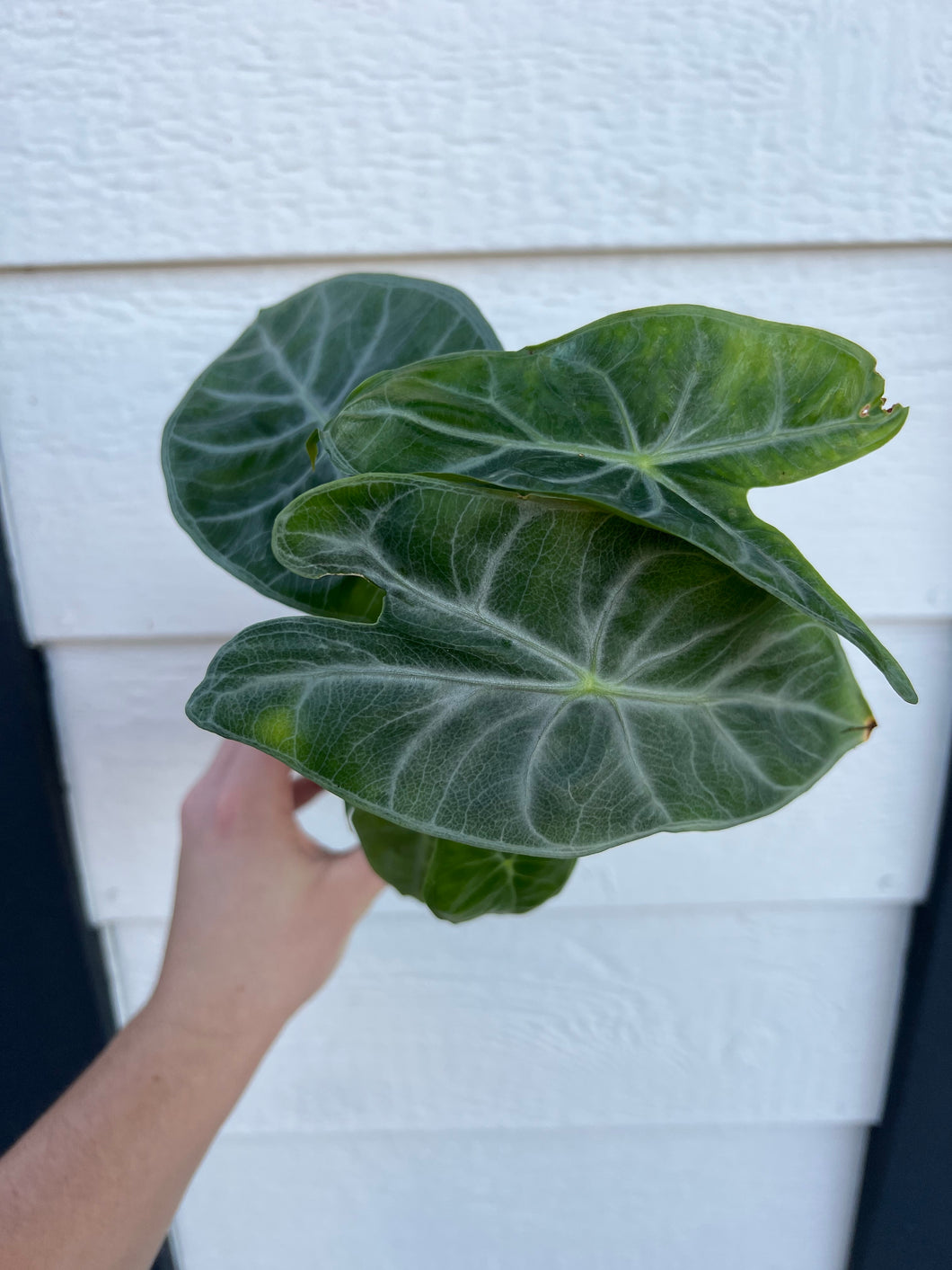 Alocasia Ebony