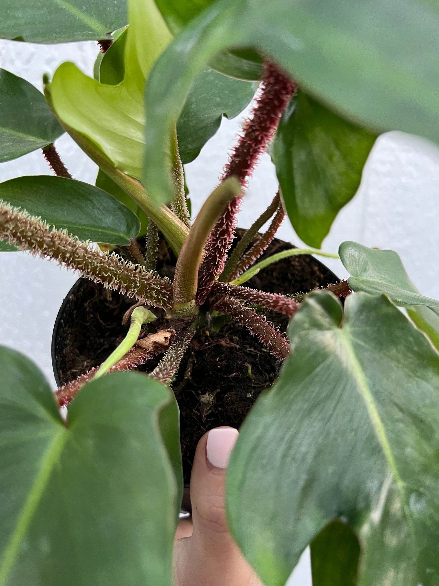 philodendron squamiferum plant Philodendron Squamiferum – In Succulent Love