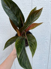 Aglaonema Chinese Evergreen 'Chocolate'