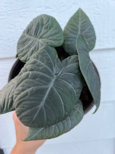 Alocasia Maharani (Gray Dragon)