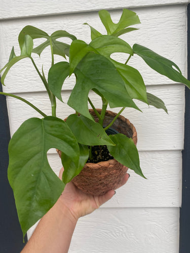 Mini Monstera + Sea Grass Basket