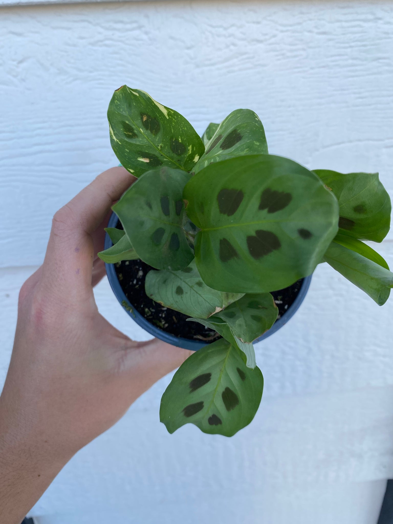 kim prayer plant Maranta Leuconeura Kershoveana Variegated – In Succulent Love