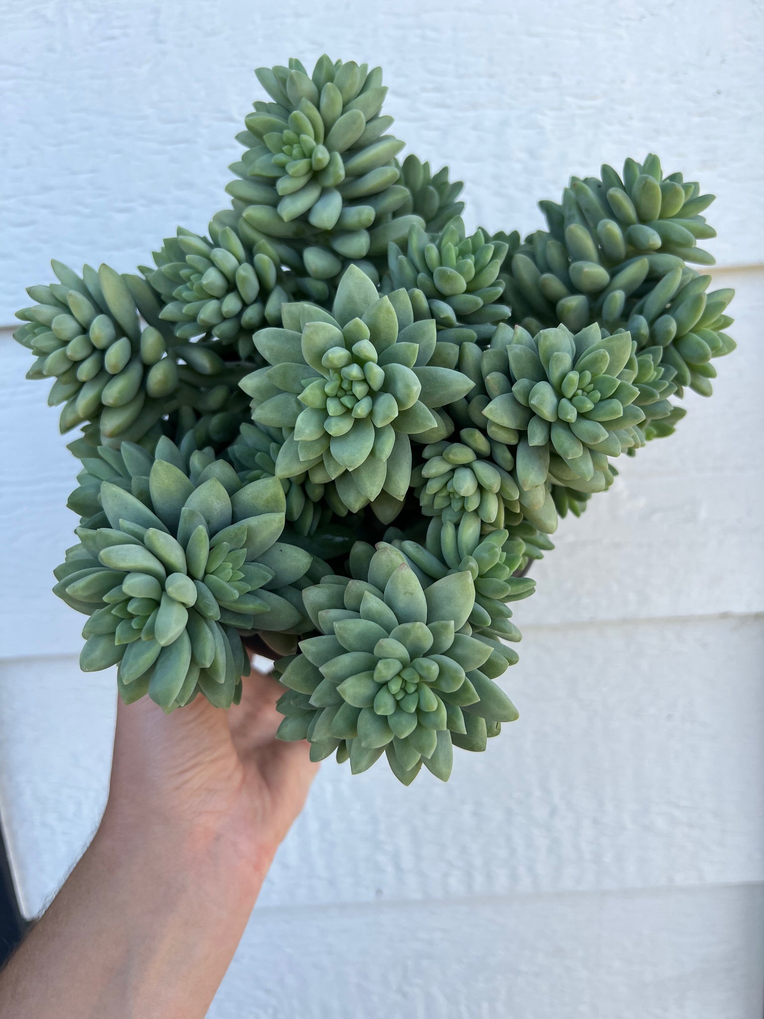 sedeveria blue giant succulent Sedum / Sedeveria Blue Burrito / Blue Brazil – In Succulent Love