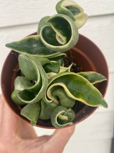 Hoya Variegated Carnosa Compacta Hindu Rope