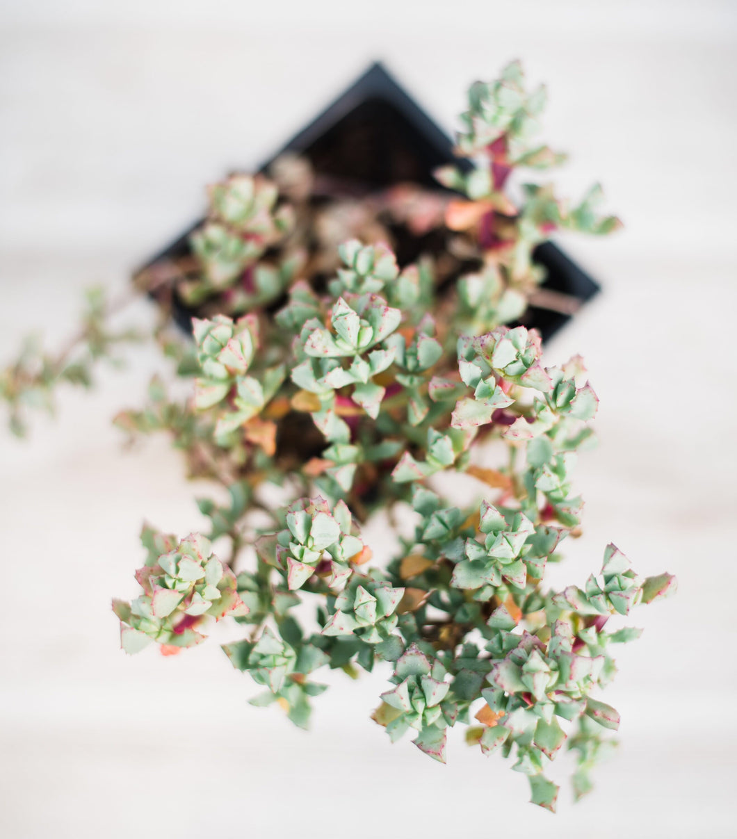 ice plants succulent Oscularia Deltoides ( Pink Ice Plant ) – In Succulent Love